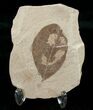 Fossil Leguminosites (Legume) Leaf - Green River Formation #16752-1